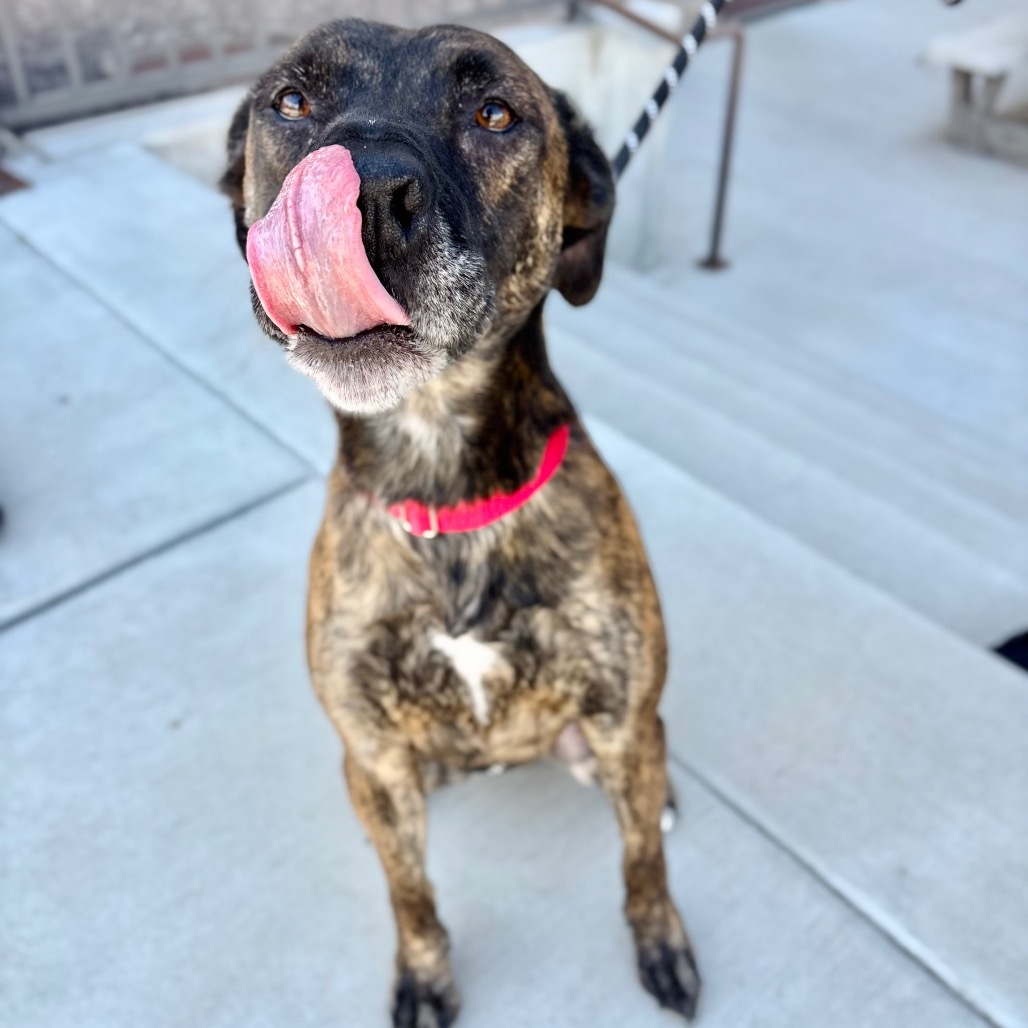 Elam, an adoptable Mixed Breed in Great Falls, MT, 59404 | Photo Image 5