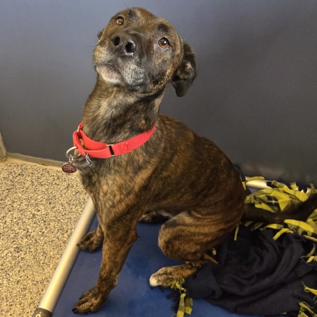 Elam, an adoptable Mixed Breed in Great Falls, MT, 59404 | Photo Image 6