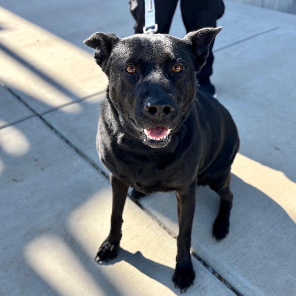 Bella, an adoptable Black Labrador Retriever, Shepherd in Great Falls, MT, 59404 | Photo Image 1