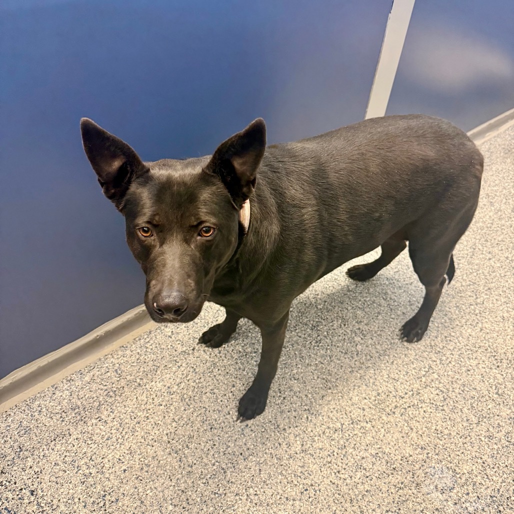 Bella, an adoptable Black Labrador Retriever, Shepherd in Great Falls, MT, 59404 | Photo Image 2