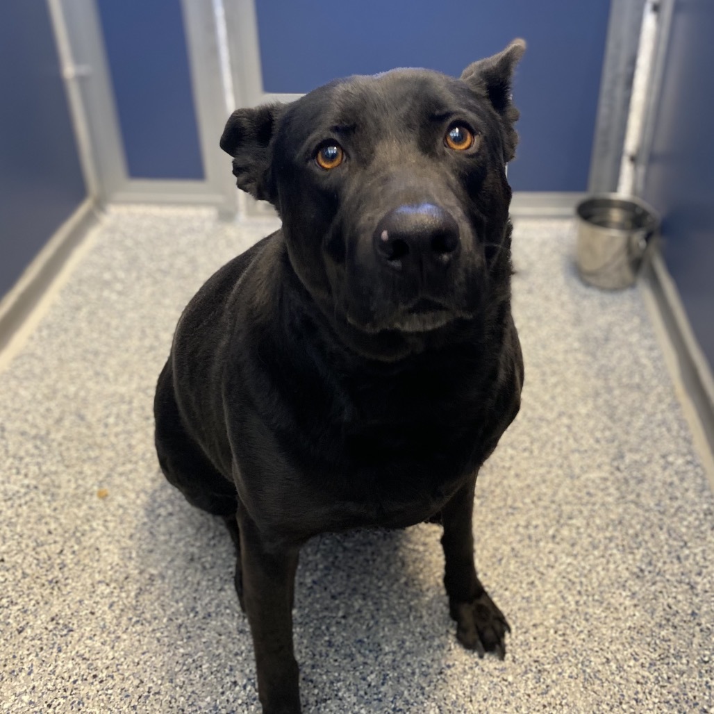 Bella, an adoptable Black Labrador Retriever, Shepherd in Great Falls, MT, 59404 | Photo Image 3