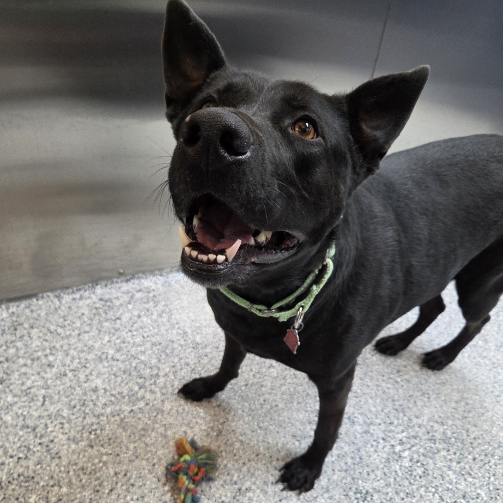 Bella, an adoptable Black Labrador Retriever, Shepherd in Great Falls, MT, 59404 | Photo Image 4