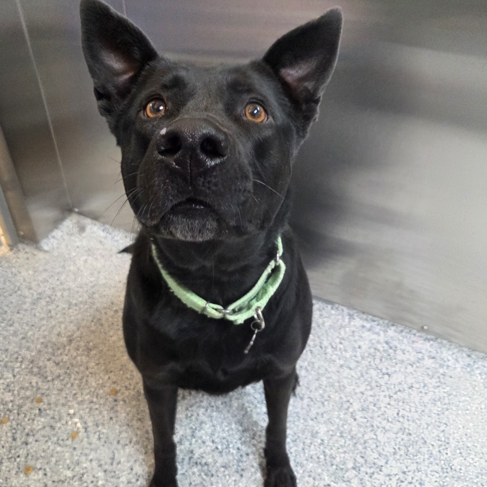 Bella, an adoptable Black Labrador Retriever, Shepherd in Great Falls, MT, 59404 | Photo Image 5