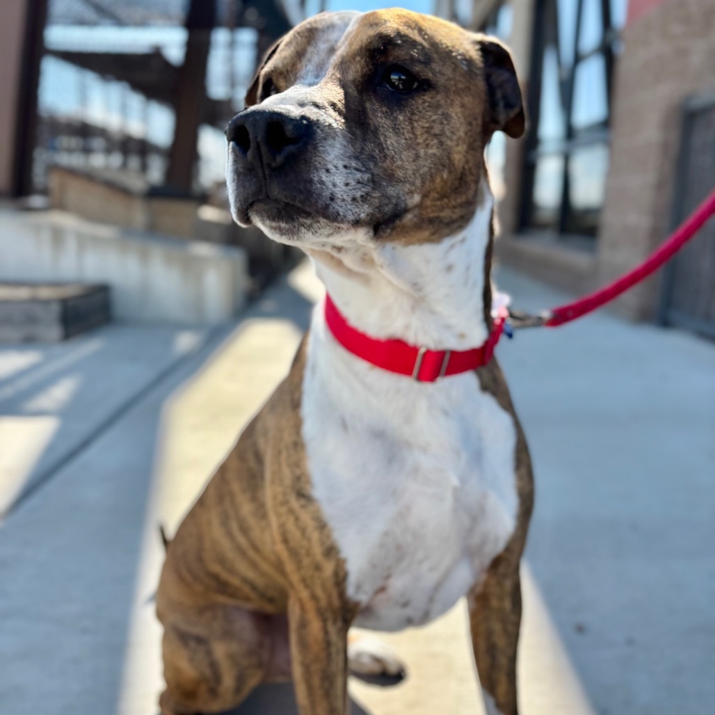 Vonn, an adoptable Mixed Breed in Great Falls, MT, 59404 | Photo Image 1