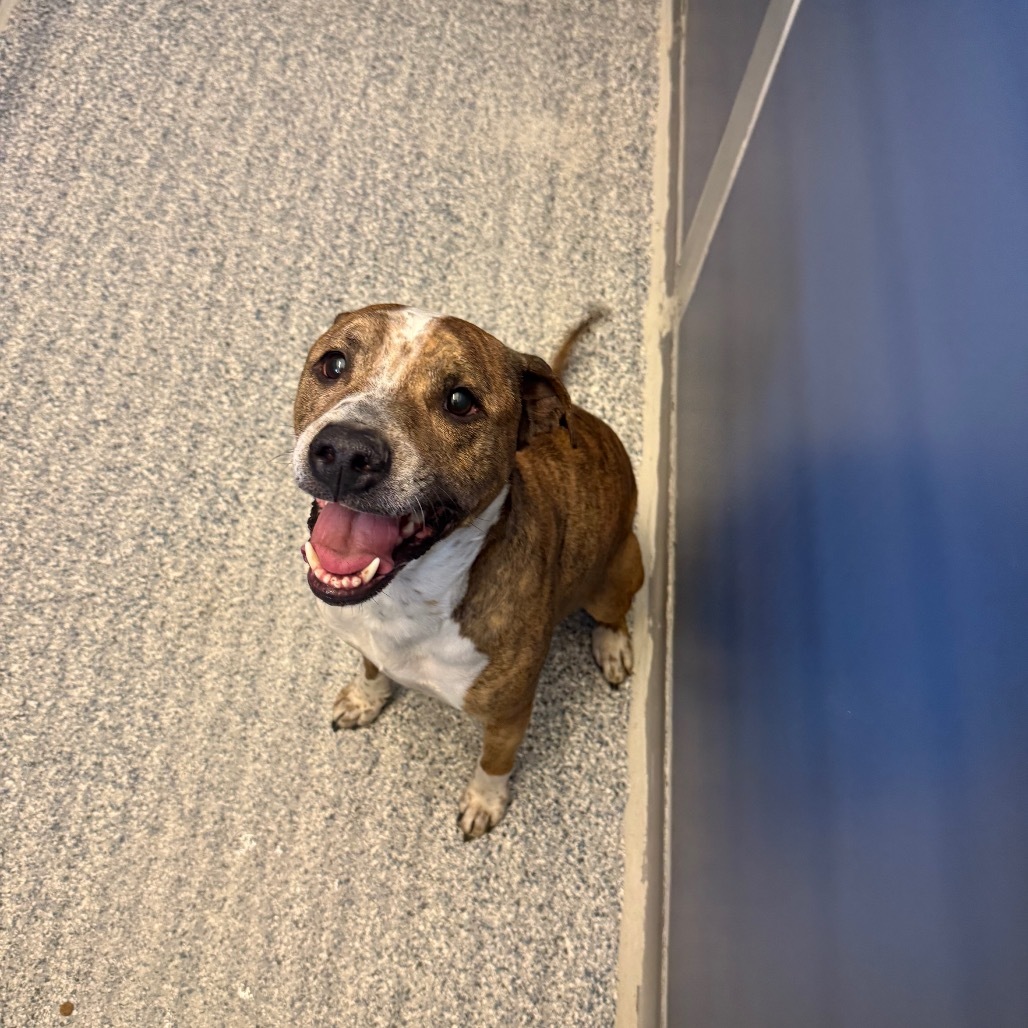 Vonn, an adoptable Mixed Breed in Great Falls, MT, 59404 | Photo Image 2