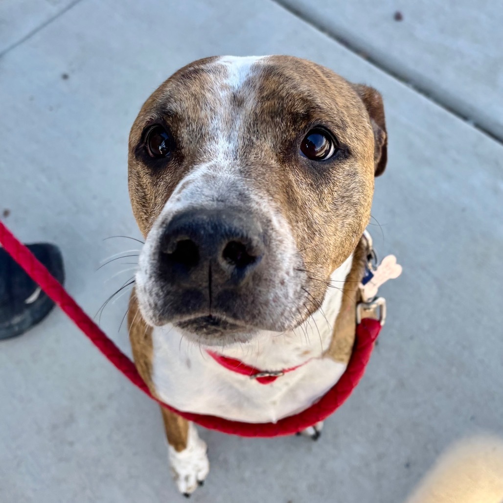 Vonn, an adoptable Mixed Breed in Great Falls, MT, 59404 | Photo Image 3