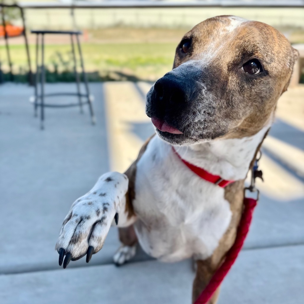 Vonn, an adoptable Mixed Breed in Great Falls, MT, 59404 | Photo Image 4