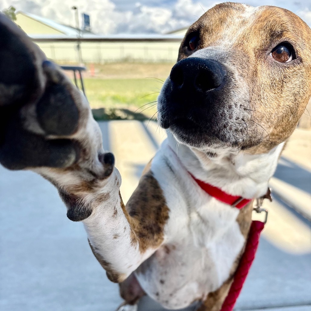 Vonn, an adoptable Mixed Breed in Great Falls, MT, 59404 | Photo Image 5