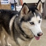 York-stray-