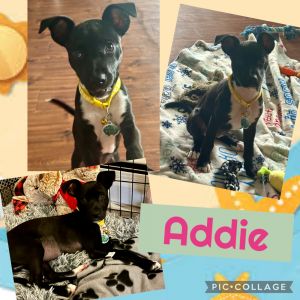 Addie, Baby Female unknown