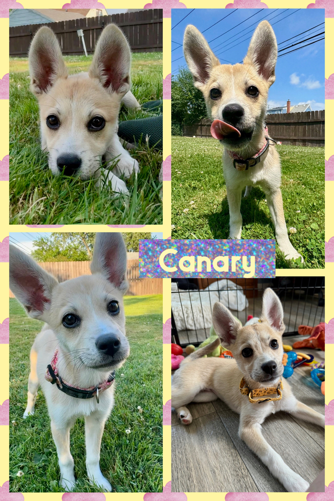 Canary