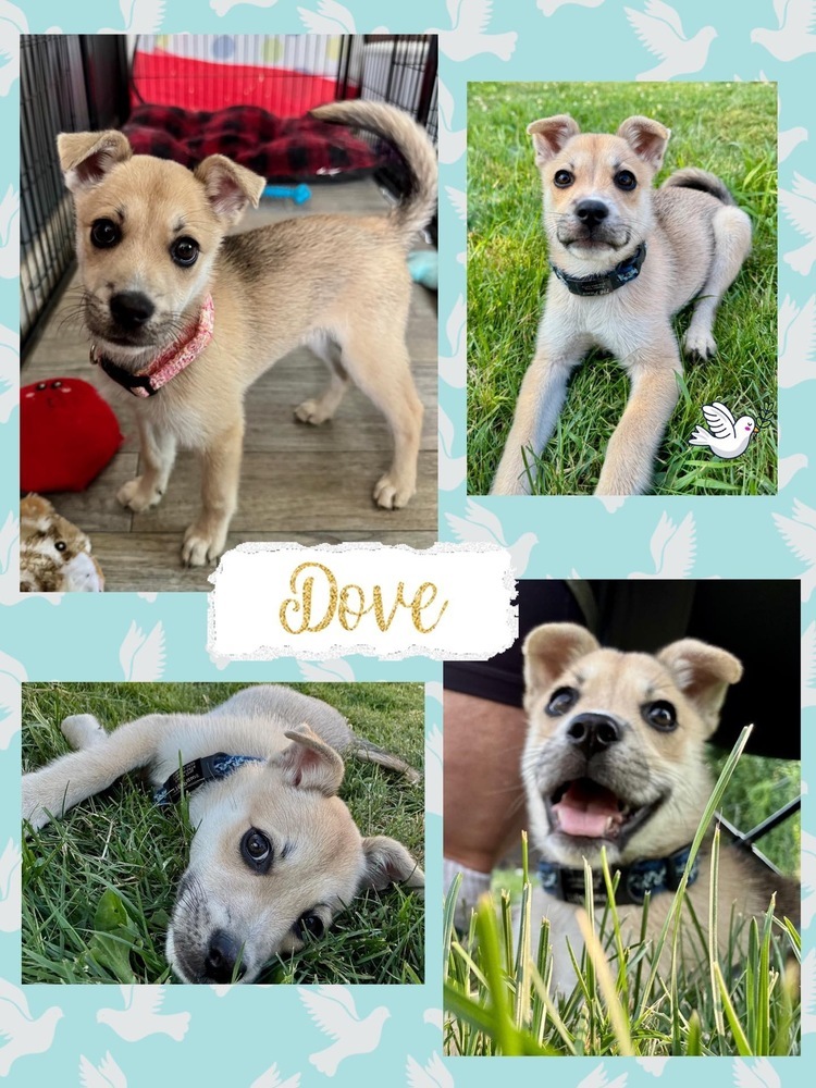 Dove