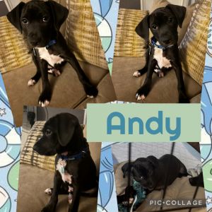 Andy, Adult Female unknown