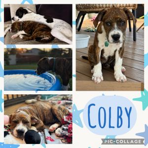 Colby, Adult Male unknown
