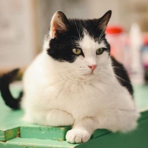 Lilyy, Adult Female unknown