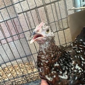 Henrietta, Baby Female unknown