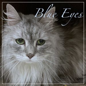 Blue Eyes, Senior Female unknown