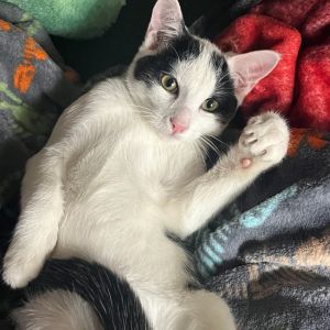 Domino, Young Male unknown