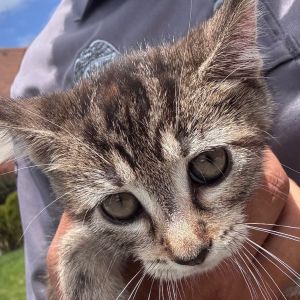 Churro, Young Female unknown
