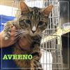 Aveeno photo 2