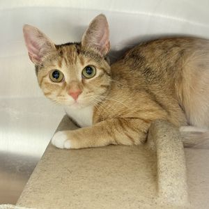Journey, Adult Female unknown