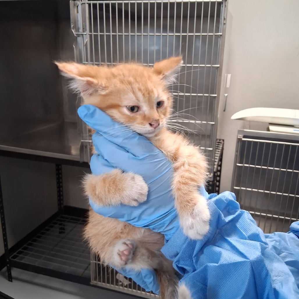 Itchy