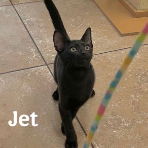 Jet, Baby Male unknown