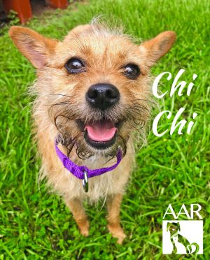 Chi Chi, Adult Female unknown