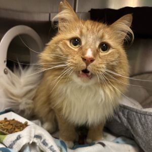 Mumbo Jumbo, Senior Male unknown