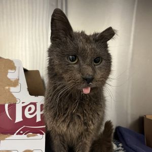 Lazarus, Senior Male unknown