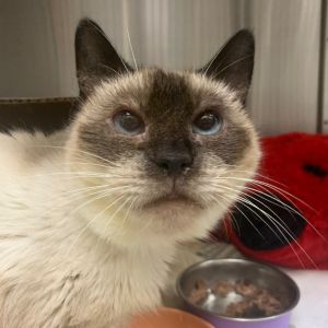 Prune, Senior Female unknown