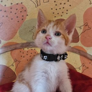 Victor (Black Collar), Baby Male unknown