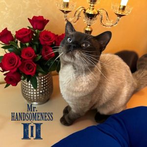 Mr. Handsomeness III, Young Male unknown