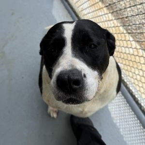 Gamie (Dottie), Senior Female unknown