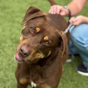 Triton, Senior Male unknown
