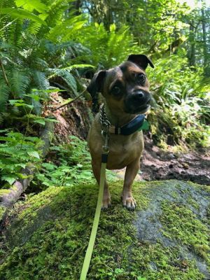 Anastasia Pug Dog