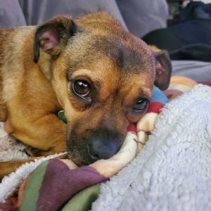 Animal Profile Anastasia is a 3 year old 15 lb spayed female pug mix She is great with dogs cats