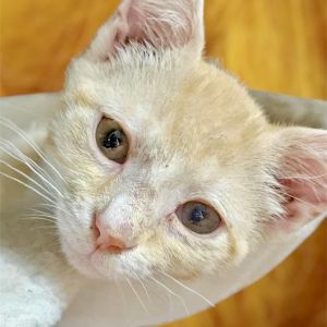 Colonel Mustard, Baby Male unknown