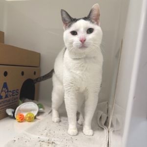 Seamus, Senior Male unknown