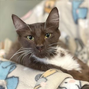 Hi My name is Opal and Im at the Santa Maria Campus Im a 2 year old female