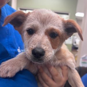 Emma Stone Australian Cattle Dog / Blue Heeler Dog