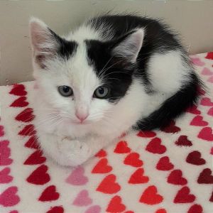 Cher Domestic Short Hair Cat
