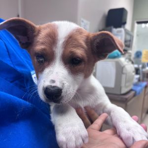 Prince Harry Australian Cattle Dog / Blue Heeler Dog