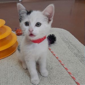 Monkey Domestic Short Hair Cat