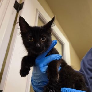Flop Domestic Medium Hair Cat