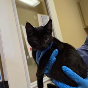 Flip Domestic Short Hair Cat