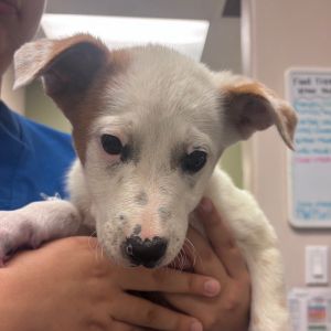 Ed Sheeran Australian Cattle Dog / Blue Heeler Dog