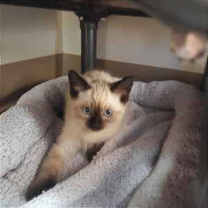 Bear Domestic Short Hair Cat