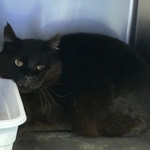 Tiber, Senior Male unknown
