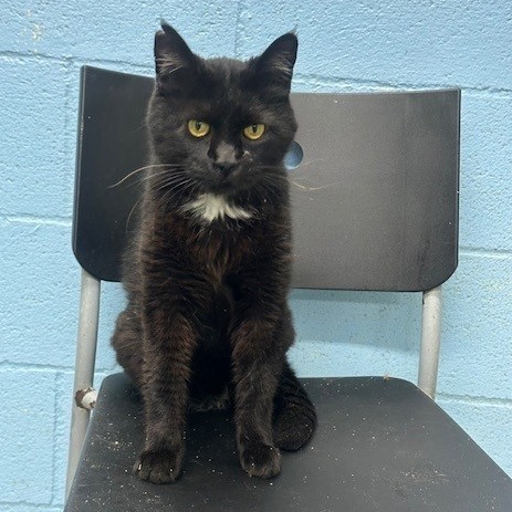 Tiber, an adoptable Domestic Short Hair in Coos Bay, OR, 97420 | Photo Image 1